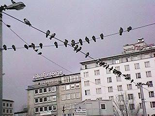 Eine Taubenkolonie am Bahnhofsvorplatz